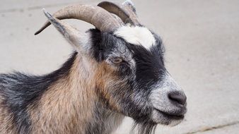 spotted goat with round horns