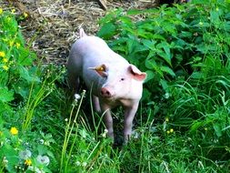 farm pig in the garden
