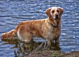 Golden retriever on a lake