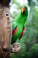 portrait of the wild colorful macaw Parrot