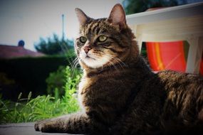 attentive cat