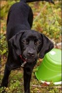 black puppy with a red collar in the garden