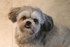 picture of the Shih Tzu Puppy