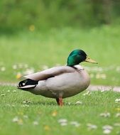 beautiful mallard on the grass