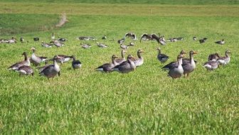 grazing flock of grey geese