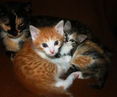 small kittens with mother