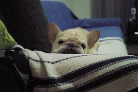 sleepy french bulldog