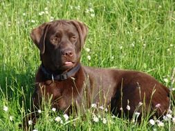 brown dog lies on a green meadow