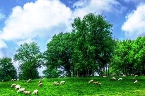 flock of sheep on a green meadow with green trees