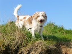 kromforlender dog on green grass