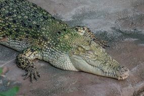 predatory crocodile