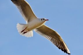 Photo of beautiful white seagull