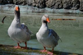 geese on the river bank