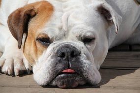 white bulldog napping