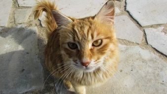 curious kitten close up