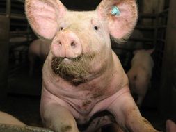 pig in a farm pen close up