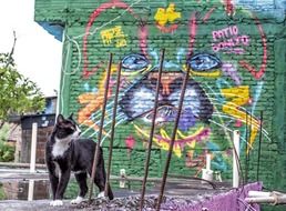 Cat and Graffiti