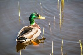 Duck Mallard Swim