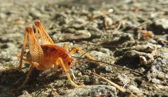 Spotted Camel Cricket on a ground