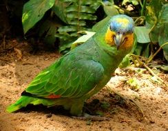 Brazilian parrot on the floor