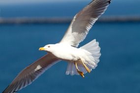 Seagull is flying close-up on blurred background