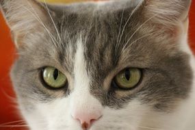 portrait of head of a gray-white cat