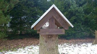 cat in the birdhouse