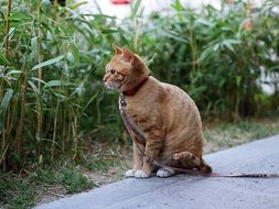 cat with a red collar sitting on the street