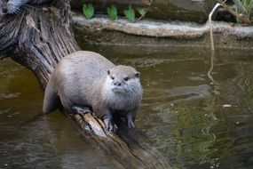 Water otter in wildlife