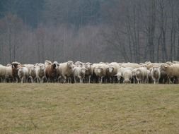 gorgeous beauty Flock Of Sheep