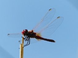red dragonfly
