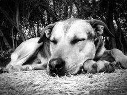 Dog Sleeping monochrom foto