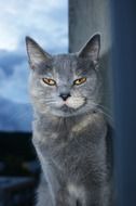 splendid Cat Face