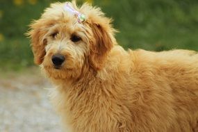 photo of goldendoodle