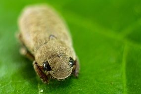 beautiful Small Bug macro