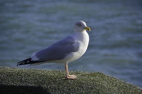 Gull near the ocean
