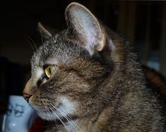 profile portrait of a mackerel domestic cat head