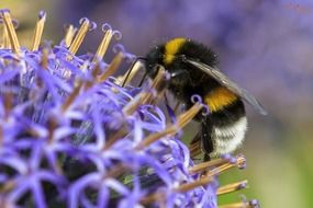 strikingly beautiful Bee macro