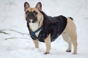 french bulldog in black vest in winter