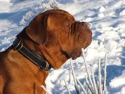 Mastiff on snow