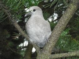 wild gray Dove on pine branch