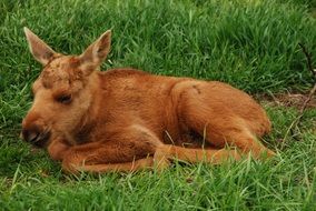 young moose lies on green grass