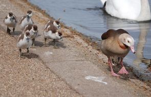 goose with goslings