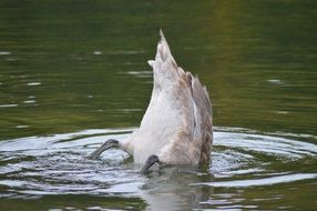 ass ducks on the water