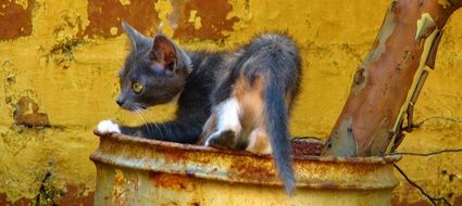 the cat is standing on a bucket near the yellow wall