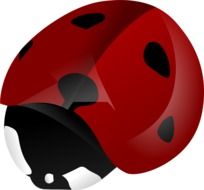 ladybug beetle as a graphic illustration