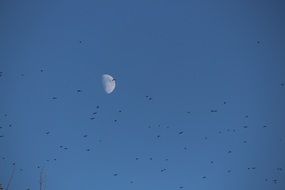 Moon Birds