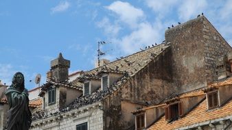 pigeons on the roof of the building