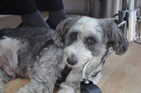 gray dog under the table