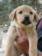 puppy in man's hands